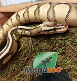Magazoo Python royal pastel (66% double het hypo pied) Femelle