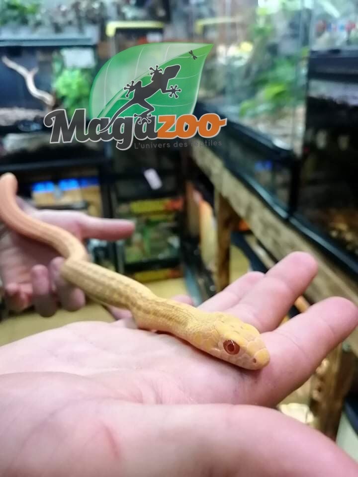 Magazoo King rat snake Royal albino Baby Male 2021