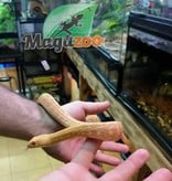 Magazoo King rat snake Royal albino Baby Male 2021