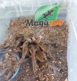 Magazoo Javan Yellow Knee tarantula (3'')/Selenocosmia javanensis