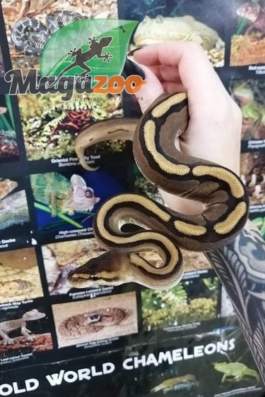 Magazoo Ball Python genetic stripe female