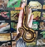 Magazoo Python royal Genetic Stripe  Femelle