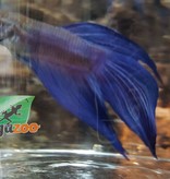 Magazoo Blue betta
