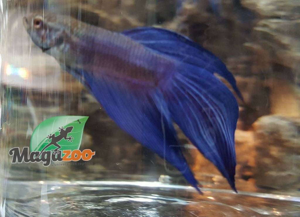 Magazoo Blue betta