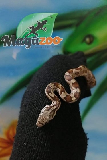 Magazoo Black Rat snake Female (66% poss. het. Albino T+)