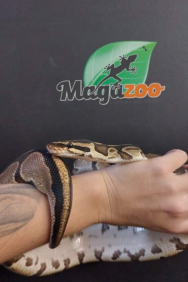 Magazoo Ball Python Female 2 years old  (Adoption - 2nd chance)