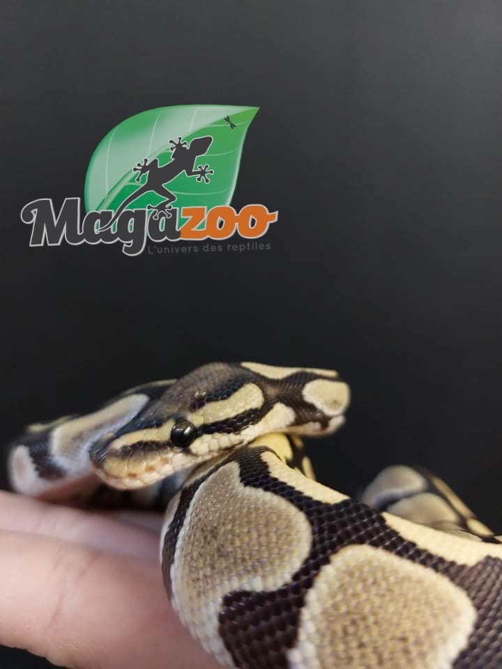 Magazoo Ball python Enhancer  66%  het genetic stripe Female