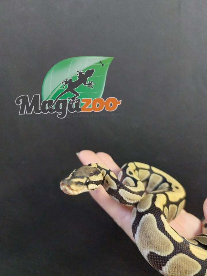 Magazoo Ball python Enhancer  66%  het genetic stripe Female
