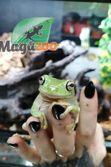 Magazoo White's tree frog  Male