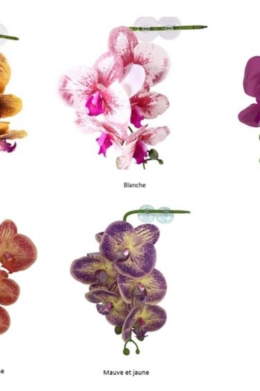Pangea PANGEA Orchidées suspendues