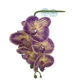 Pangea Orchidées suspendues - Hanging orchids