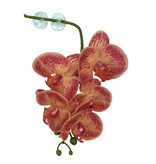 Pangea Hanging orchids