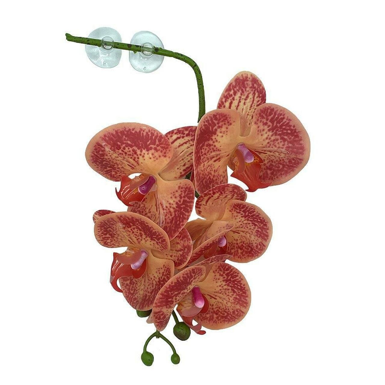 Pangea Hanging orchids