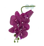 Pangea Hanging orchids