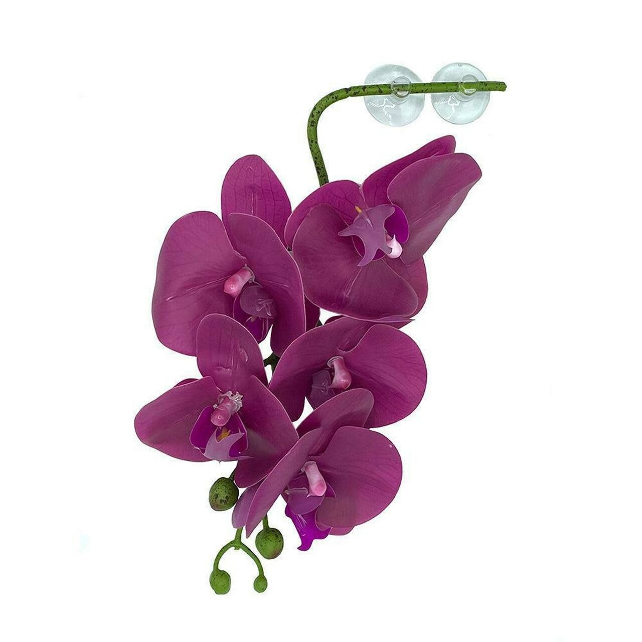 Pangea Hanging orchids