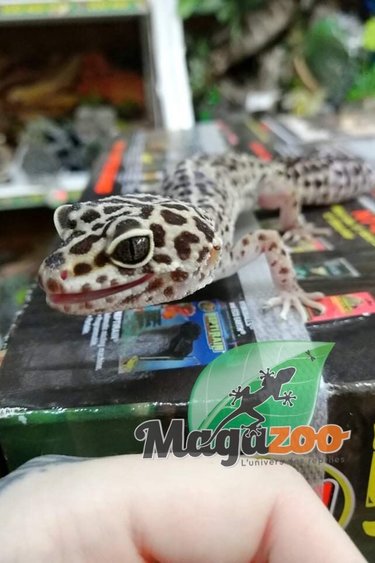 Magazoo Leopard gecko (5 years old) Female- Adoption - 2nd chance