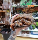 Magazoo Box turtle 4 years old