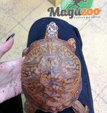 Magazoo Box turtle 4 years old
