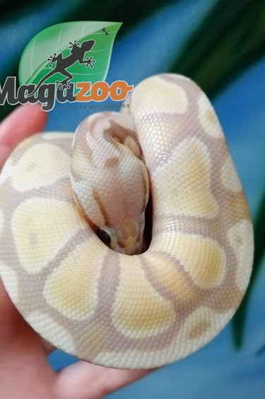 Magazoo Ball python Pastel Banana Het red Axanthic Baby Female
