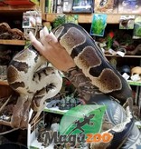 Magazoo Ball python (14 years old) Adoption - 2nd chance