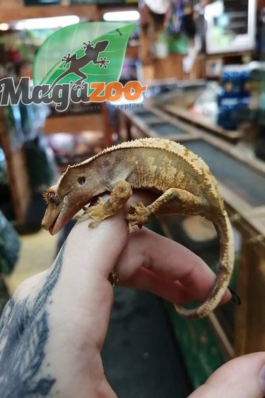 Magazoo Crested gecko Harlequin Flame