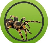 Tarantulas -Spiders