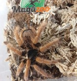 Magazoo Colombian giant red leg/Megaphobema robustum