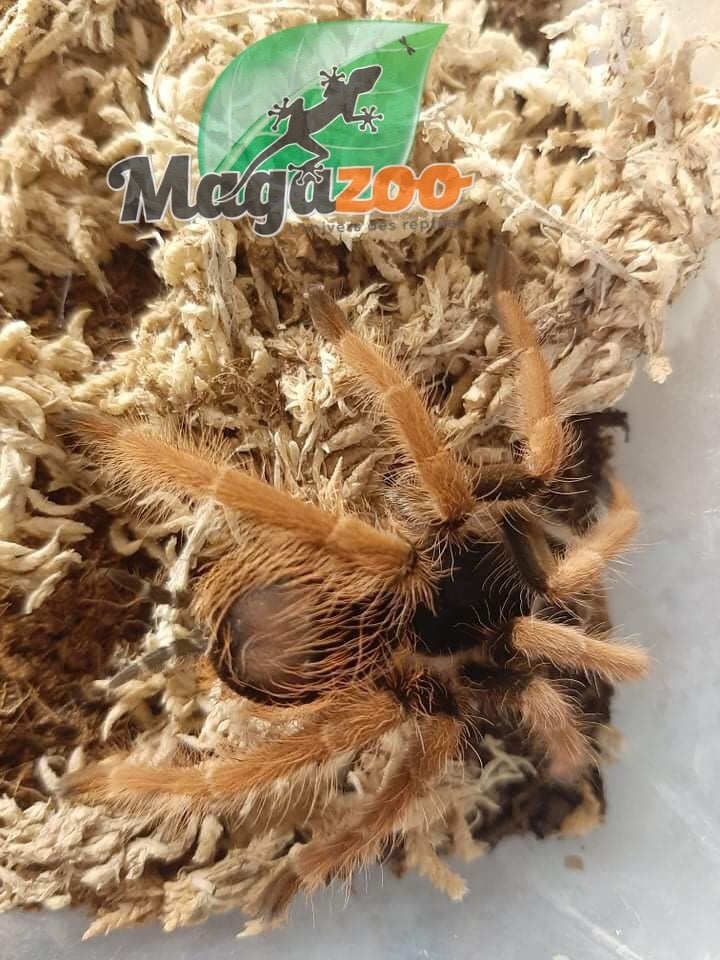 Magazoo Colombian giant red leg/Megaphobema robustum