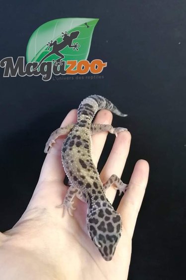 Magazoo Leopard gecko (Tug Snow X Tangerine) Male Juvenile #1