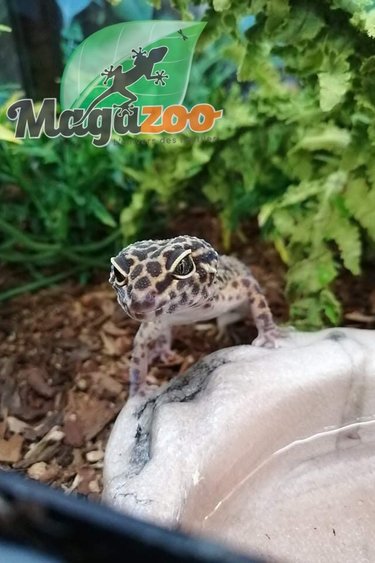 Magazoo Leopard gecko Male Juvenile
