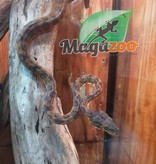Magazoo Amazone tree boa Orange Male #4