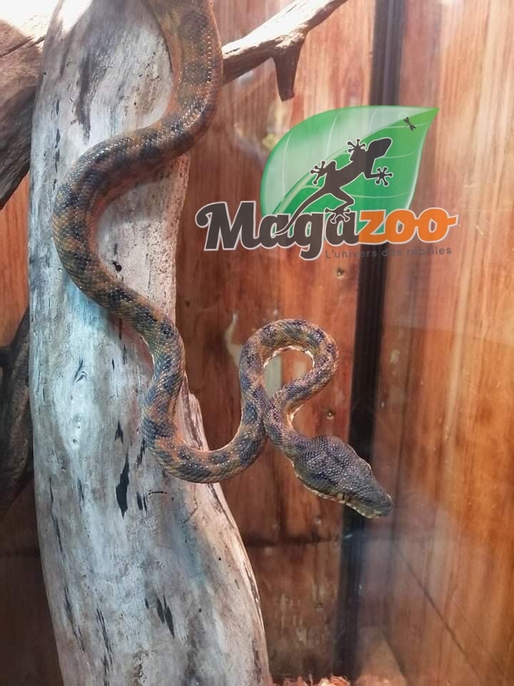 Magazoo Amazone tree boa Orange Male #4