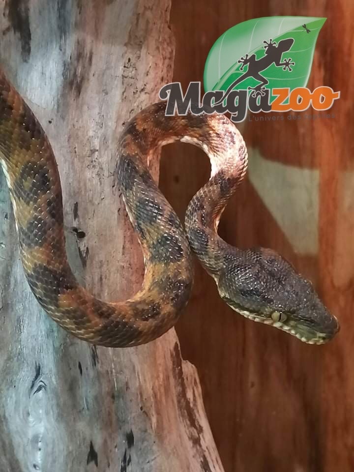 Magazoo Amazone tree boa Orange Male #4