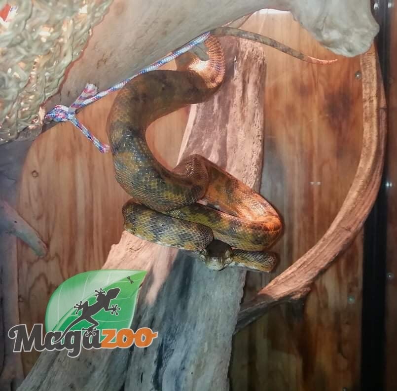 Magazoo Amazone tree boa Orange Male #4