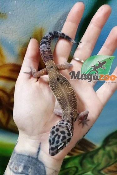 Magazoo Leopard gecko (Tug Snow X Tangerine ) Baby Male #4