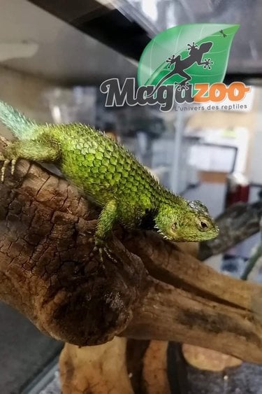 Magazoo Emerald swift Male