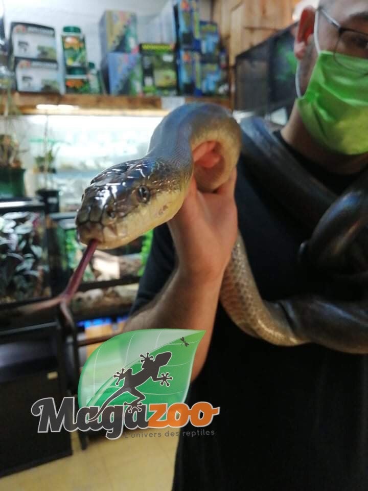 Magazoo Macklot python (Adult) Female