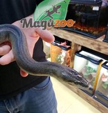 Magazoo Macklot python (Adult) Female