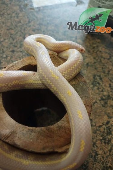 Magazoo Serpent Roi Californie Aberrant albino bébé femelle