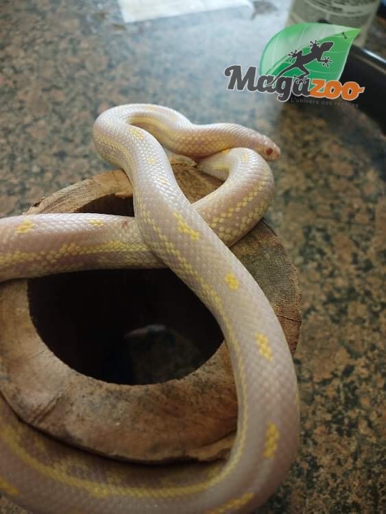 Magazoo California king snake Aberrant albino baby female