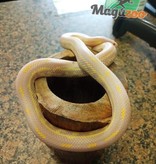 Magazoo Serpent Roi Californie Aberrant albino Juvénile femelle