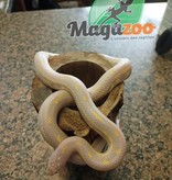 Magazoo California king snake Aberrant albino baby female