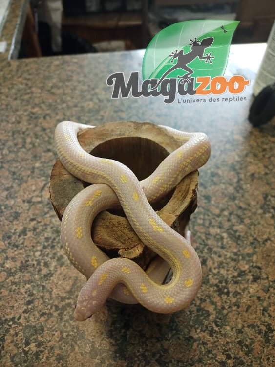 Magazoo California king snake Aberrant albino baby female