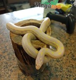 Magazoo California king snake Aberrant albino baby female