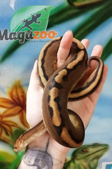 Magazoo Ball python genetic male stripe