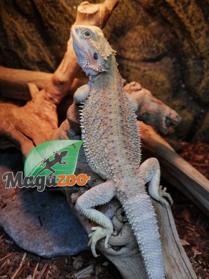 Magazoo Bearded dragon # 5 hypo citrus Tiger Blue bars, Het Zero, Het transclucid female