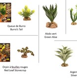 Zoomed ZOO MED Flore du désert