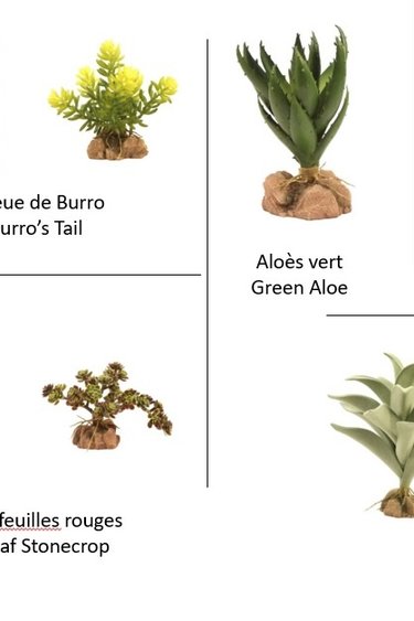 Zoomed ZOO MED Flore du désert