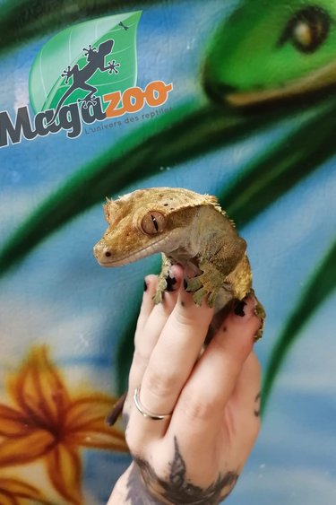 Magazoo Gecko à Crête Mâle Adulte (6 ans)