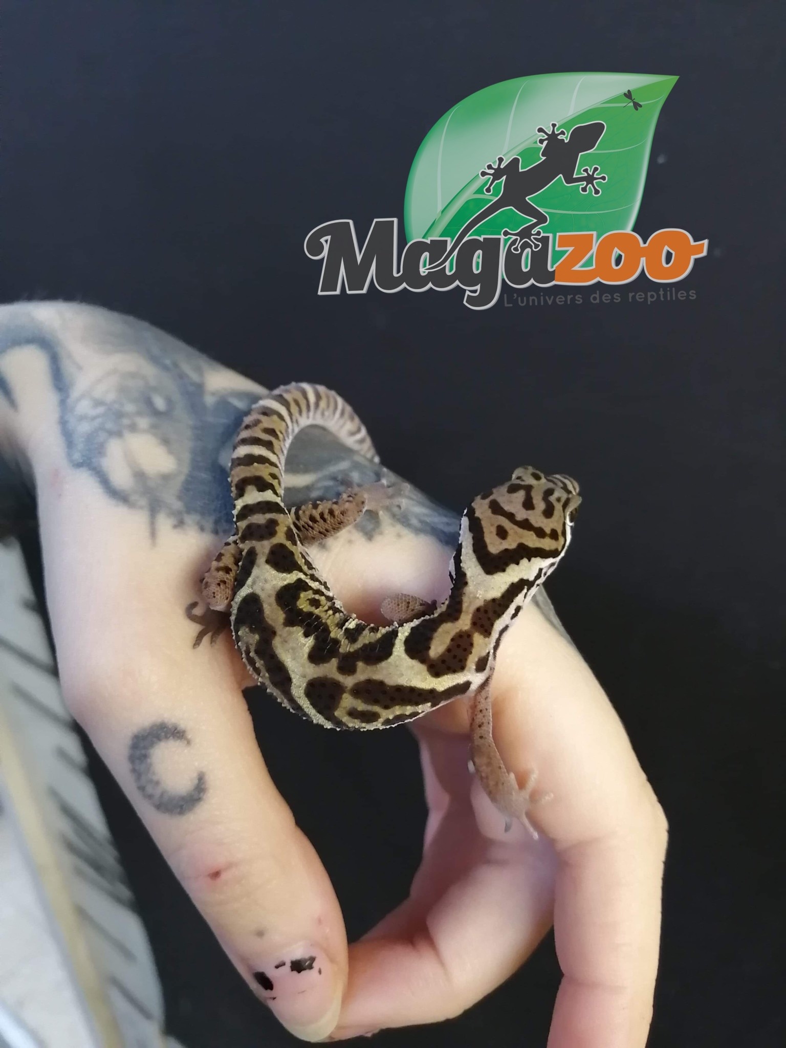 Magazoo Gecko à bande du Nicaragua (Femelle) 2